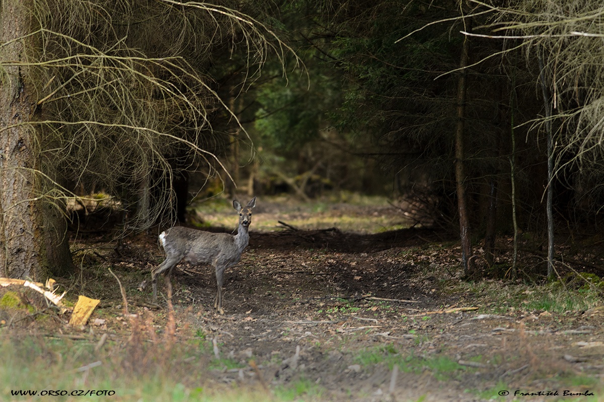 Srnec obecný (Capreolus capreolus) 