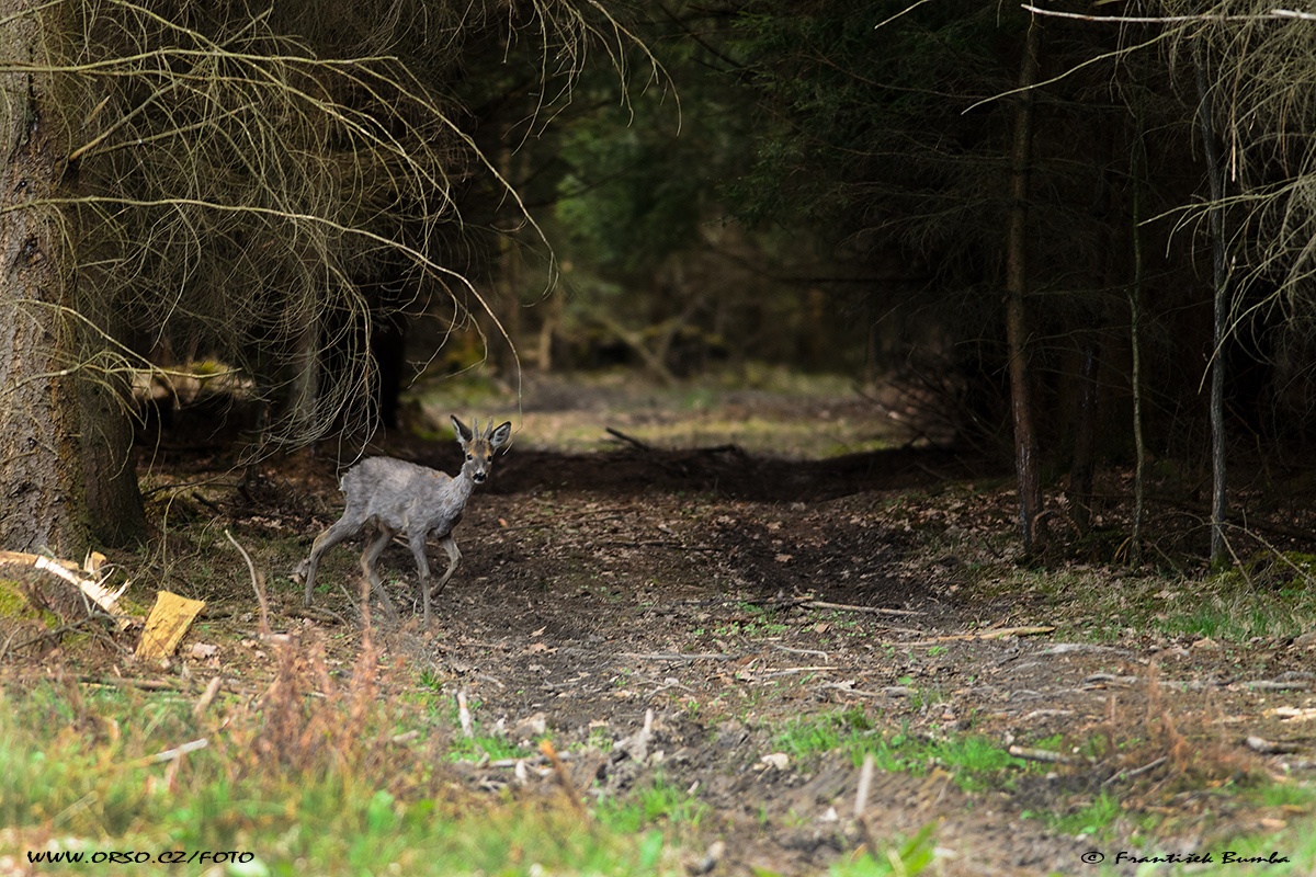 Srnec obecný (Capreolus capreolus) 