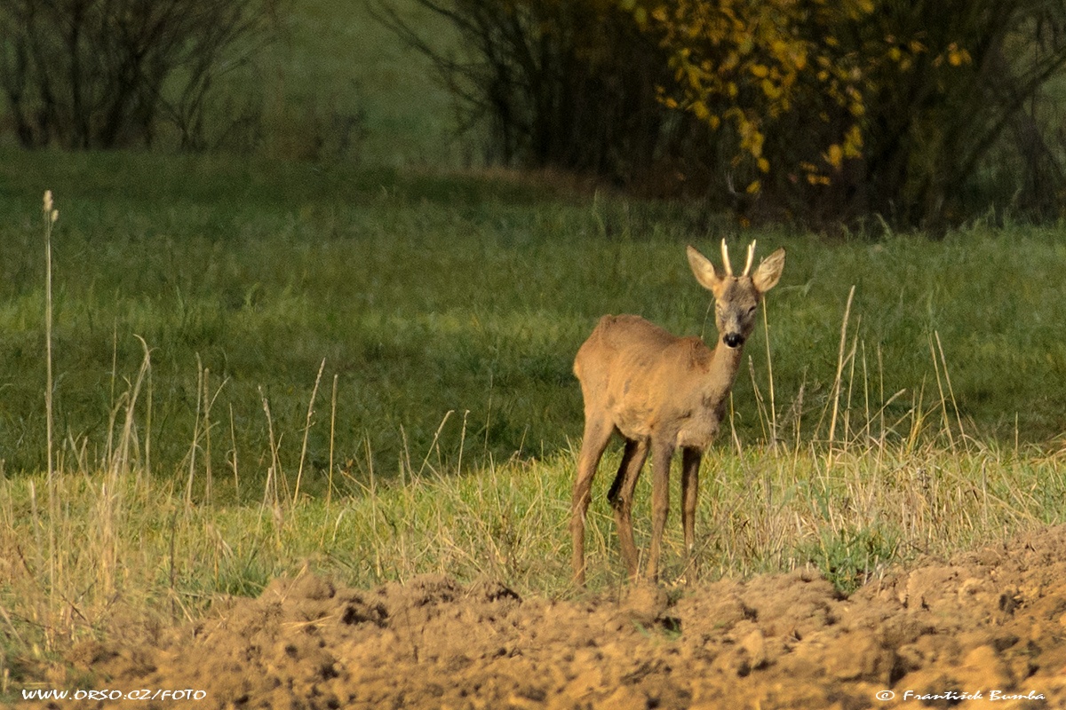 Srnec obecný (Capreolus capreolus) 