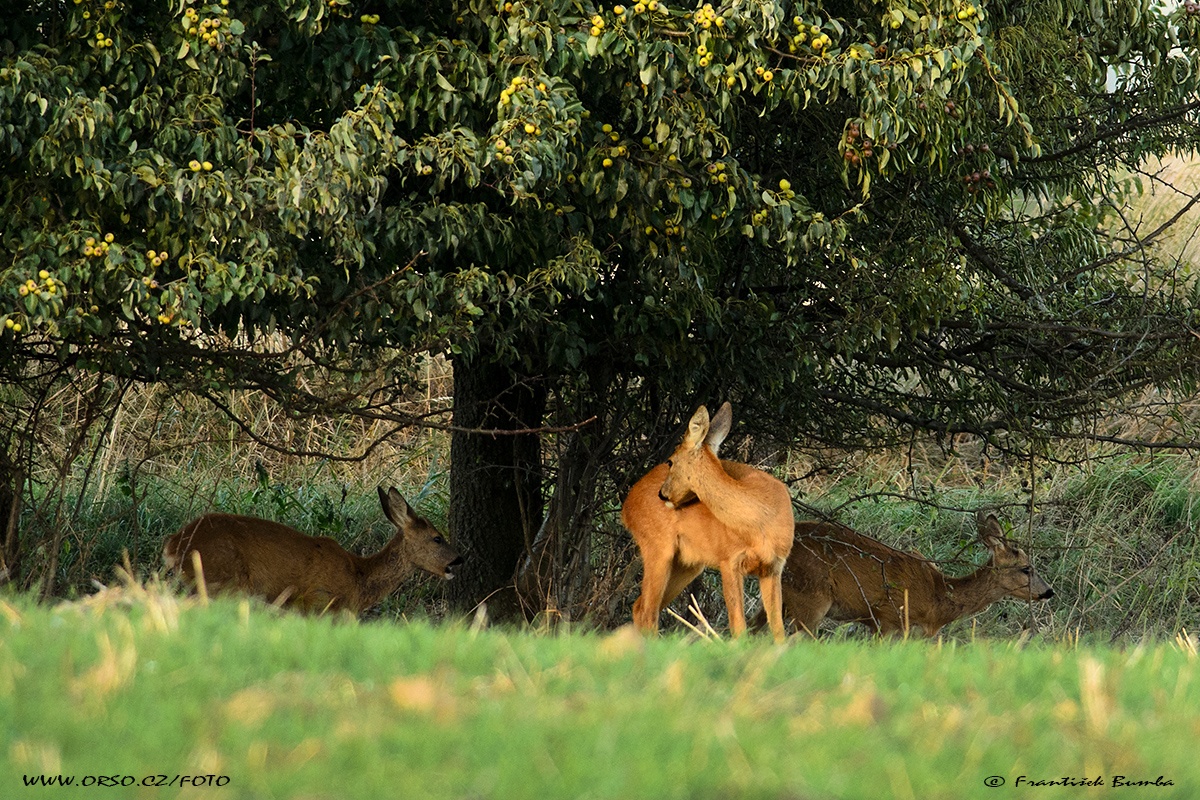 Srnec obecný (Capreolus capreolus) 