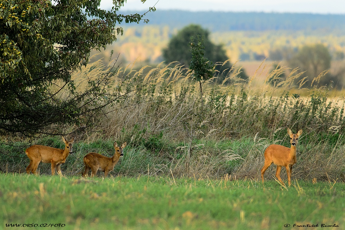 Srnec obecný (Capreolus capreolus) 