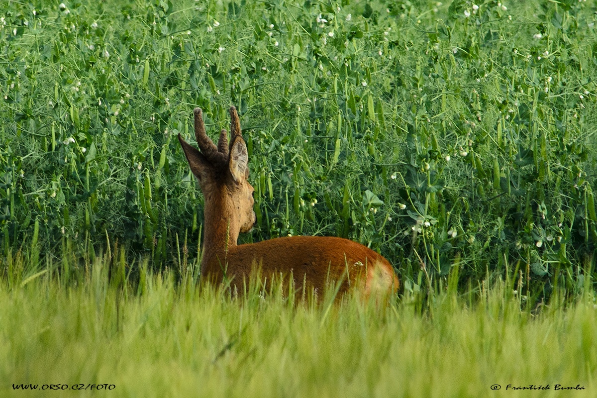 Srnec obecný (Capreolus capreolus) 
