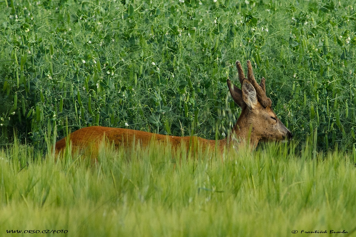 Srnec obecný (Capreolus capreolus) 