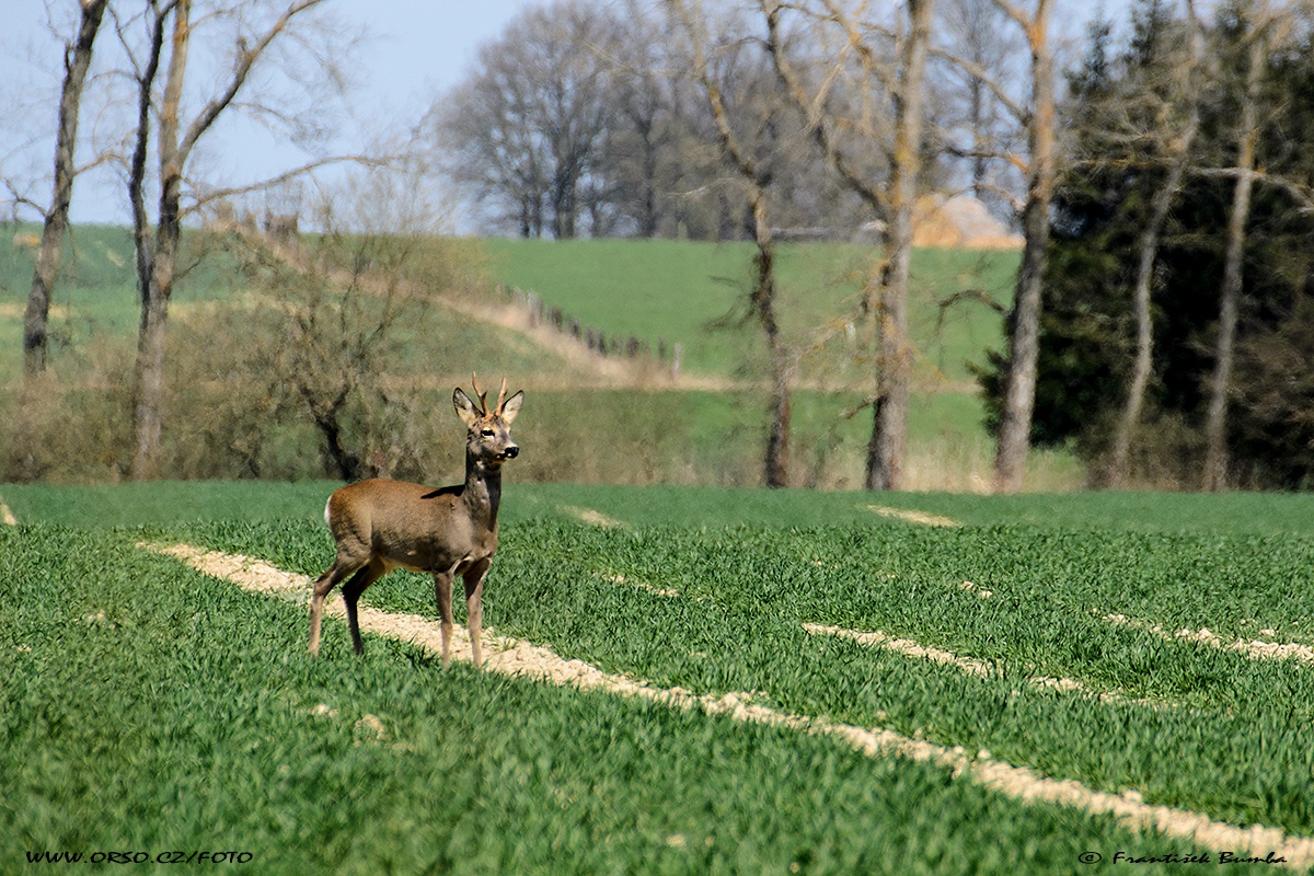 Srnec obecný (Capreolus capreolus) 