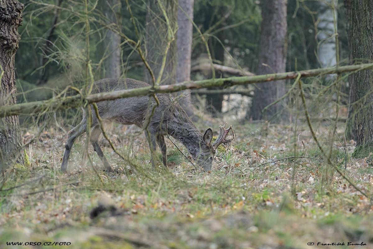 Srnec obecný (Capreolus capreolus) 