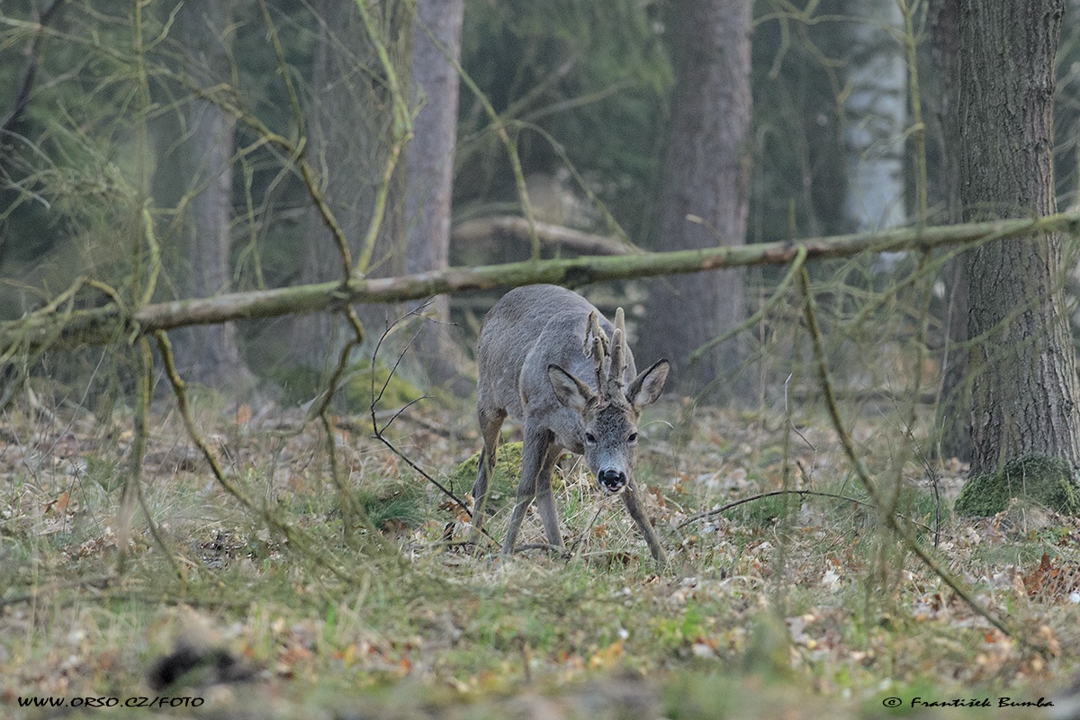 Srnec obecný (Capreolus capreolus) 