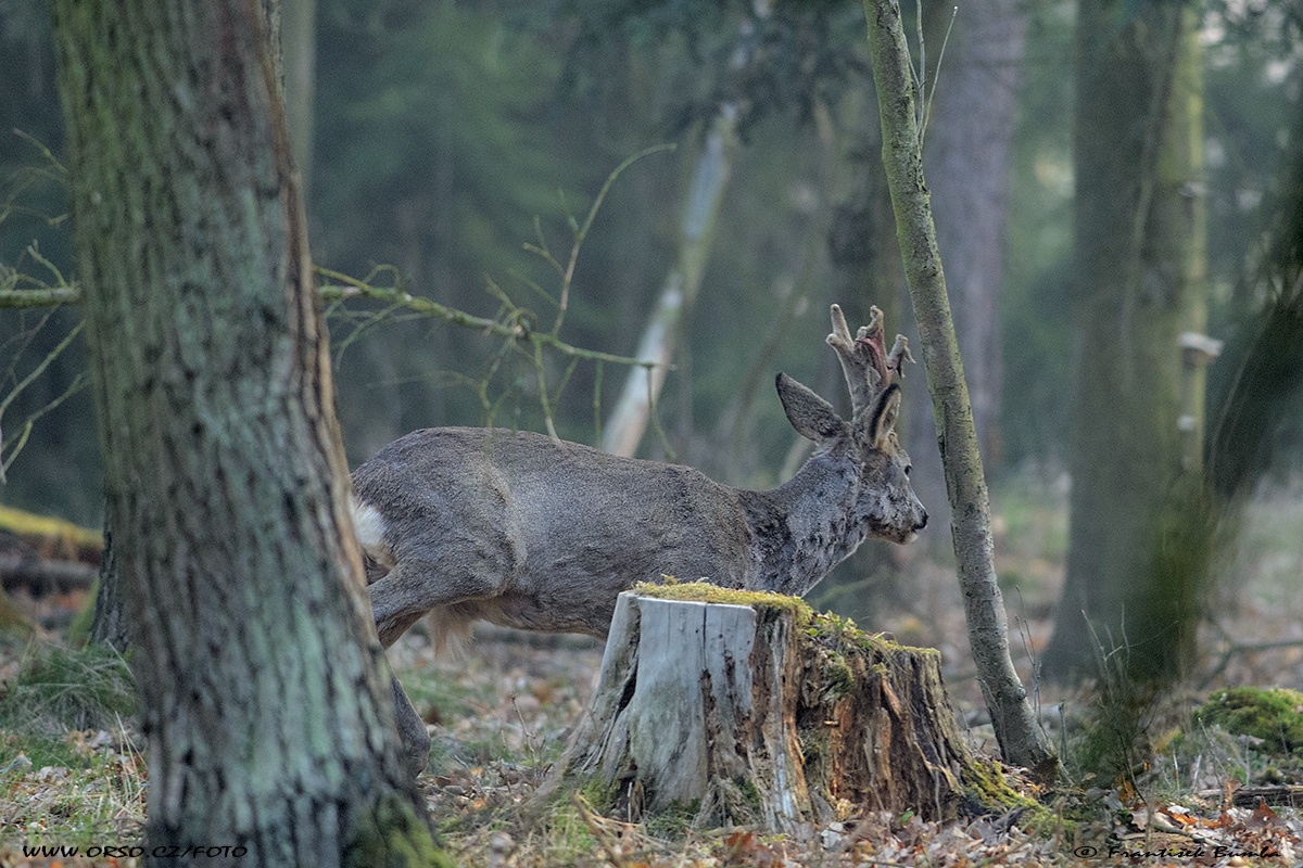 Srnec obecný (Capreolus capreolus) 