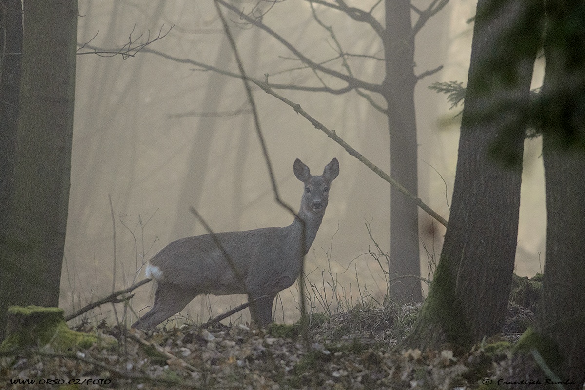 Srnec obecný (Capreolus capreolus) 
