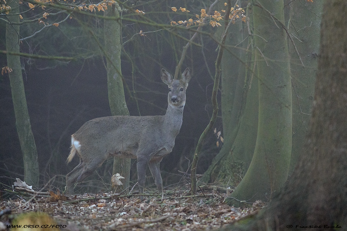 Srnec obecný (Capreolus capreolus) 
