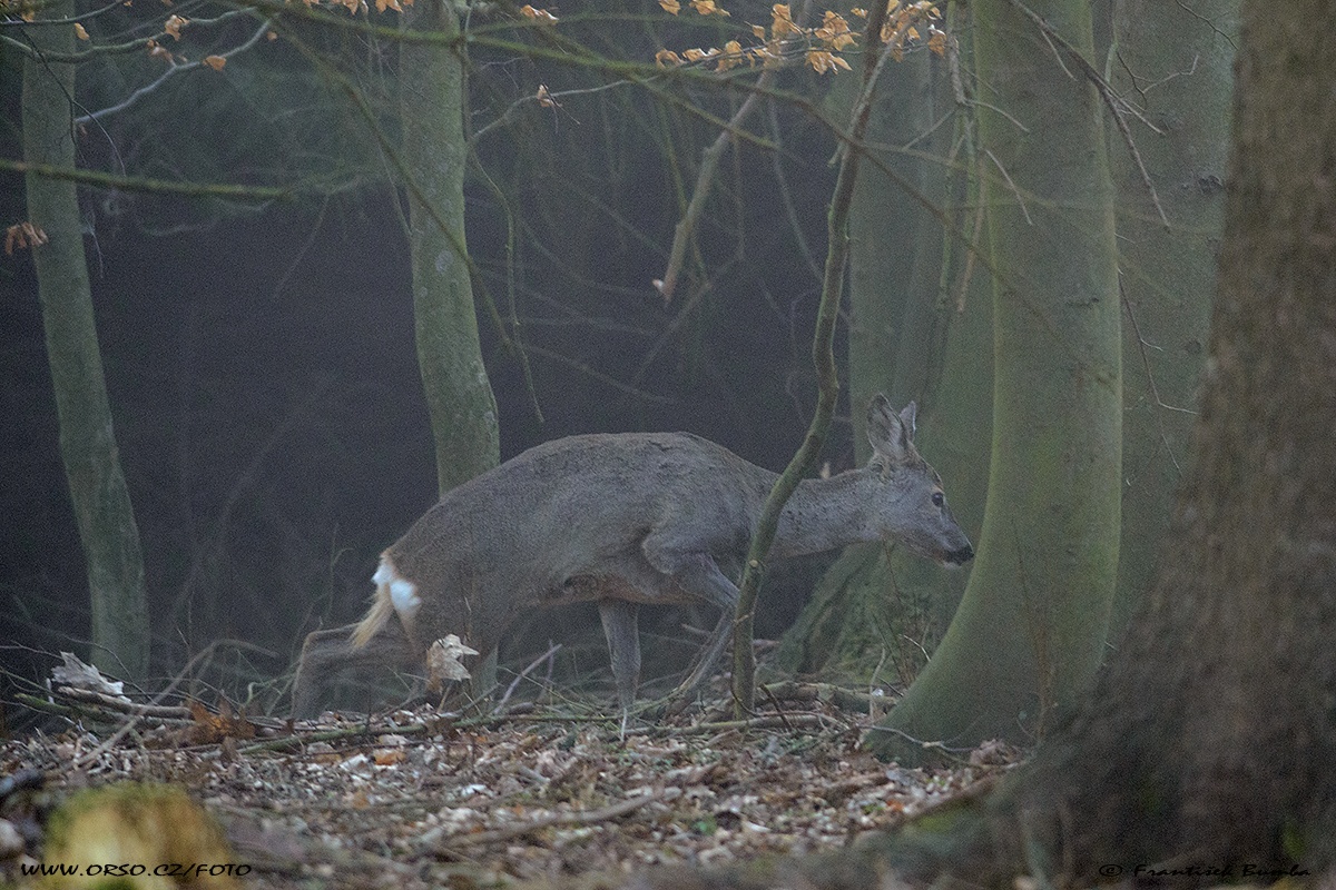 Srnec obecný (Capreolus capreolus) 
