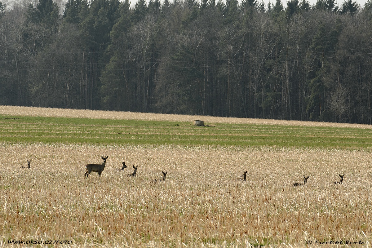 Srnec obecný (Capreolus capreolus) 