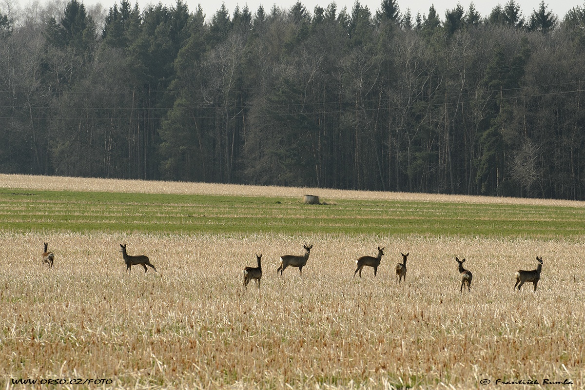 Srnec obecný (Capreolus capreolus) 