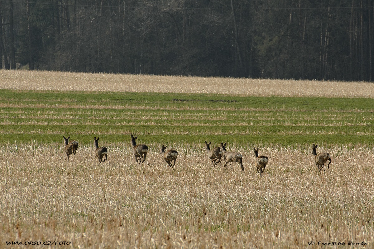 Srnec obecný (Capreolus capreolus) 