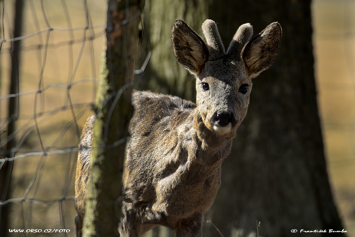 Srnec obecný (Capreolus capreolus) 