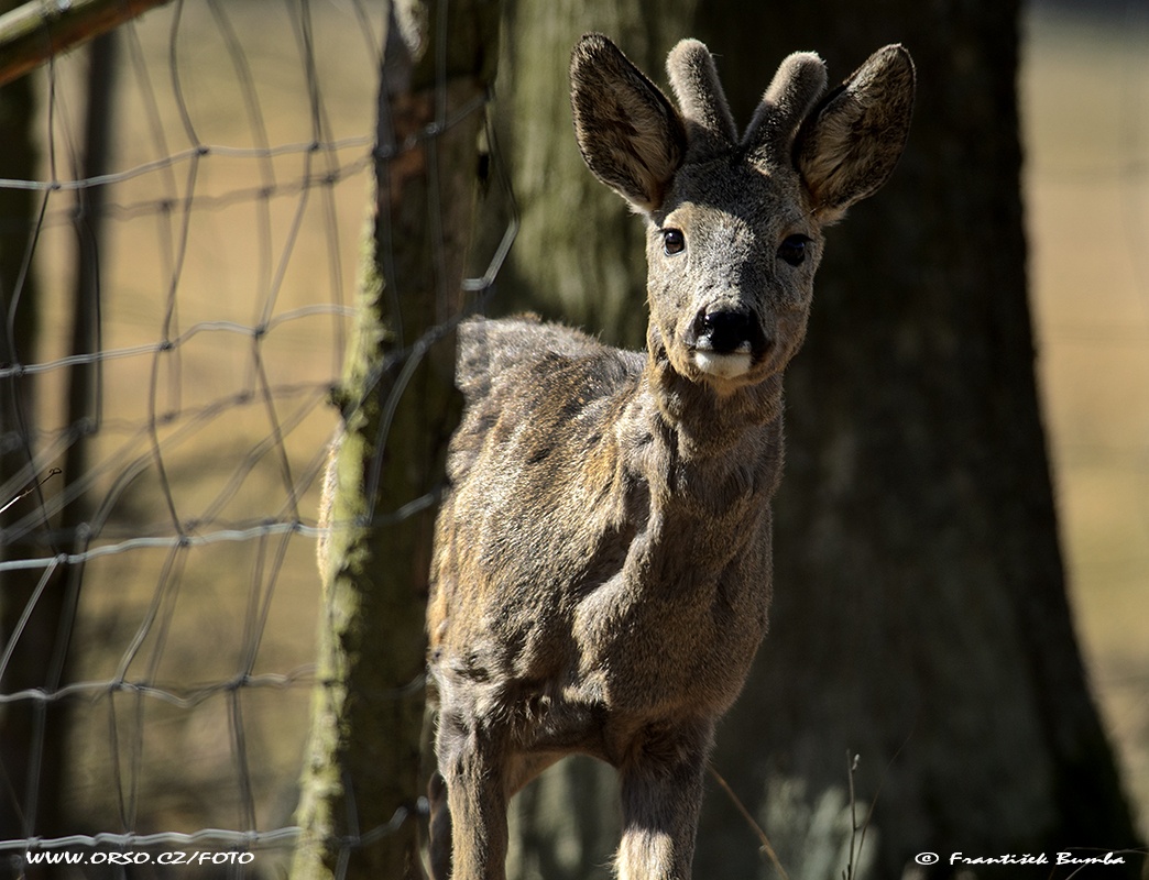 Srnec obecný (Capreolus capreolus) 