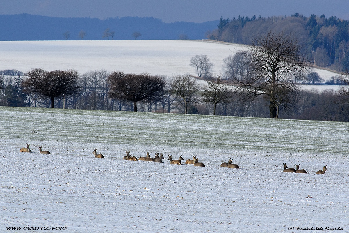 Srnec obecný (Capreolus capreolus) 