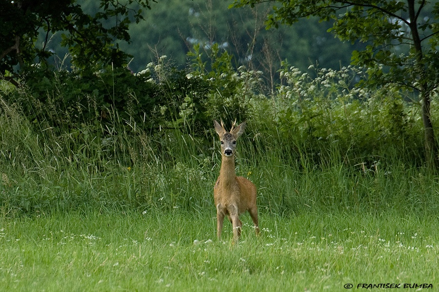 Srnec obecný (Capreolus capreolus) 