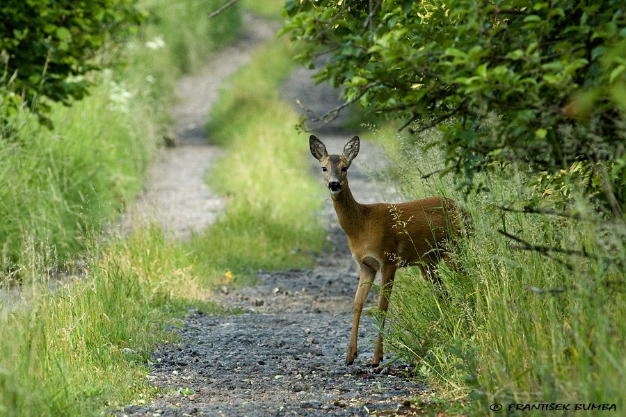 Srnec obecný (Capreolus capreolus) 