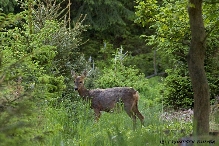 Srnec obecný (Capreolus capreolus) 