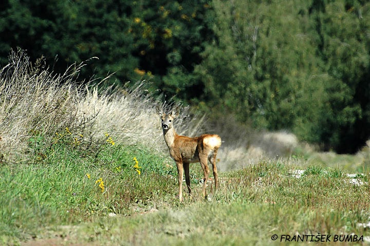 Srnec obecný (Capreolus capreolus) 