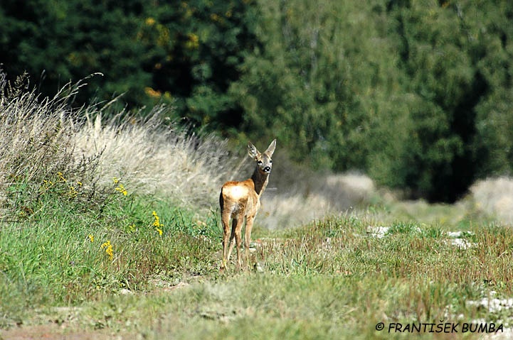 Srnec obecný (Capreolus capreolus) 