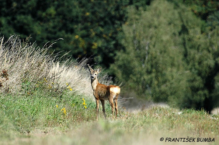 Srnec obecný (Capreolus capreolus) 