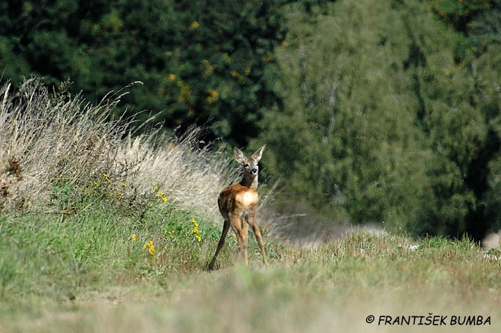 Srnec obecný (Capreolus capreolus) 
