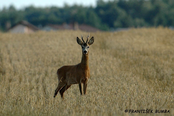 Srnec obecný (Capreolus capreolus) 