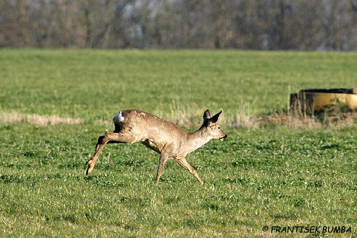 Srnec obecný (Capreolus capreolus) 