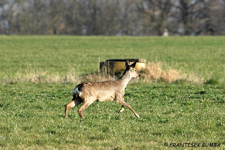 Srnec obecný (Capreolus capreolus) 