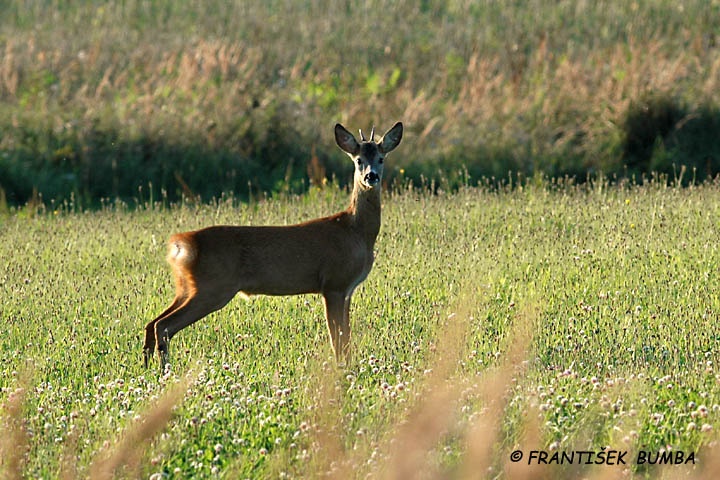Srnec obecný (Capreolus capreolus) 