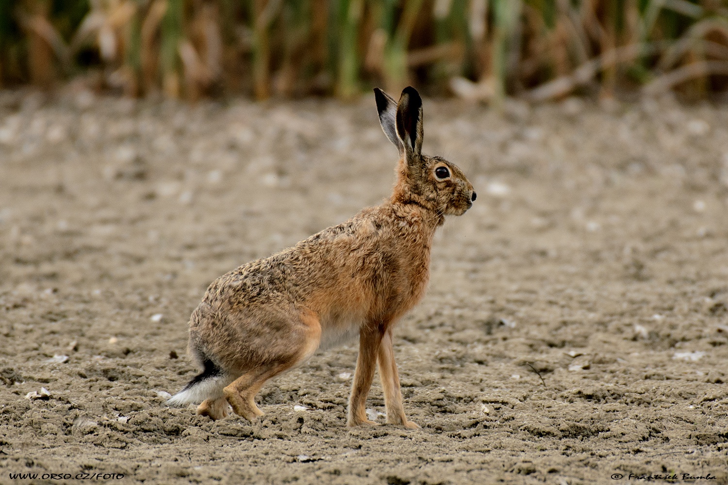 Zajíc polní (Lepus europaeus)