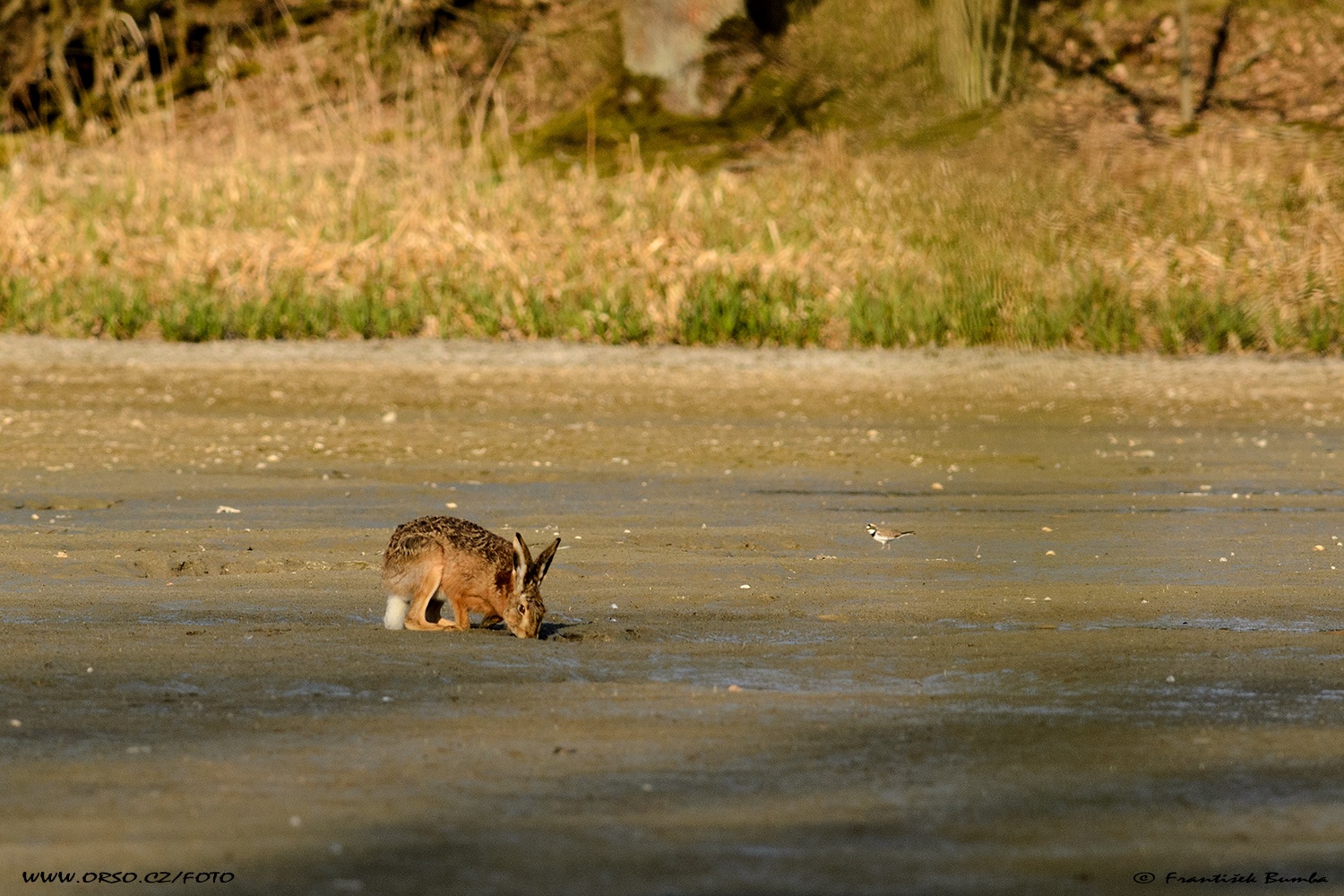 Zajíc polní (Lepus europaeus)