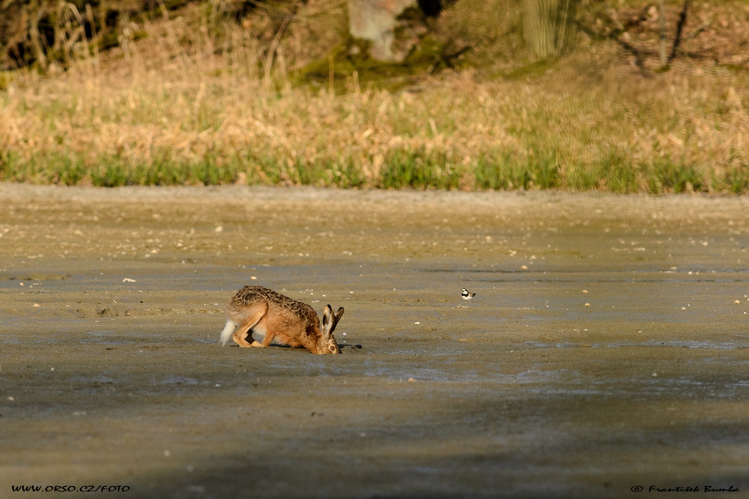 Zajíc polní (Lepus europaeus)