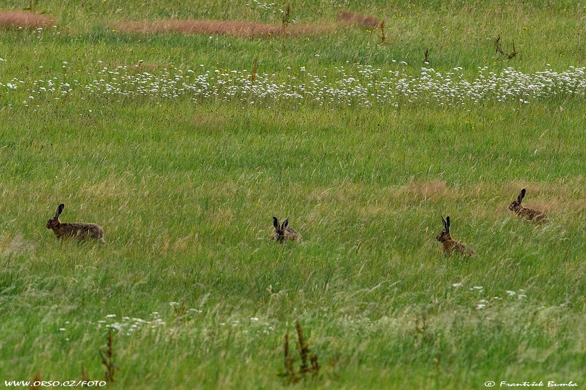 Zajíc polní (Lepus europaeus)