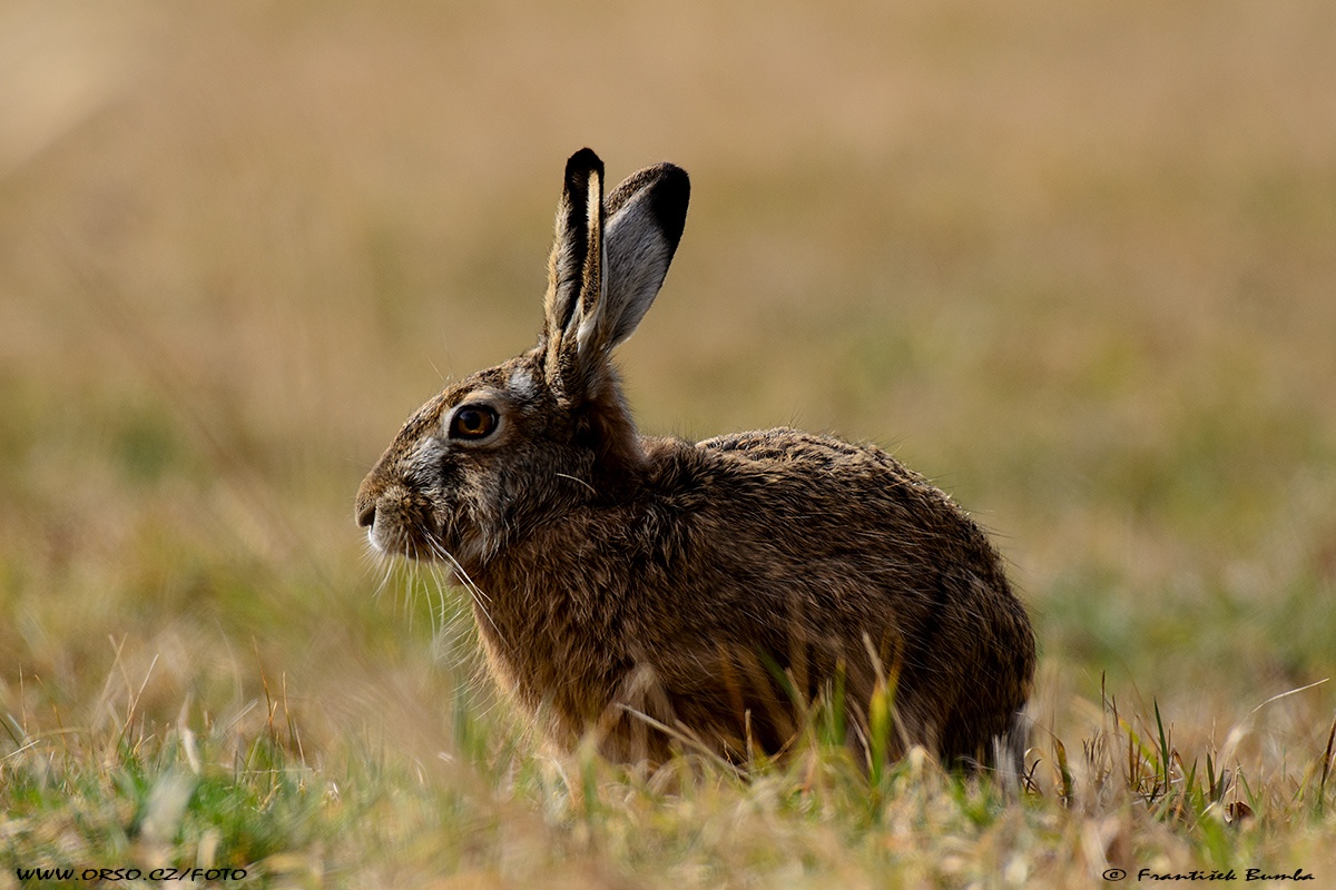 Zajíc polní (Lepus europaeus)