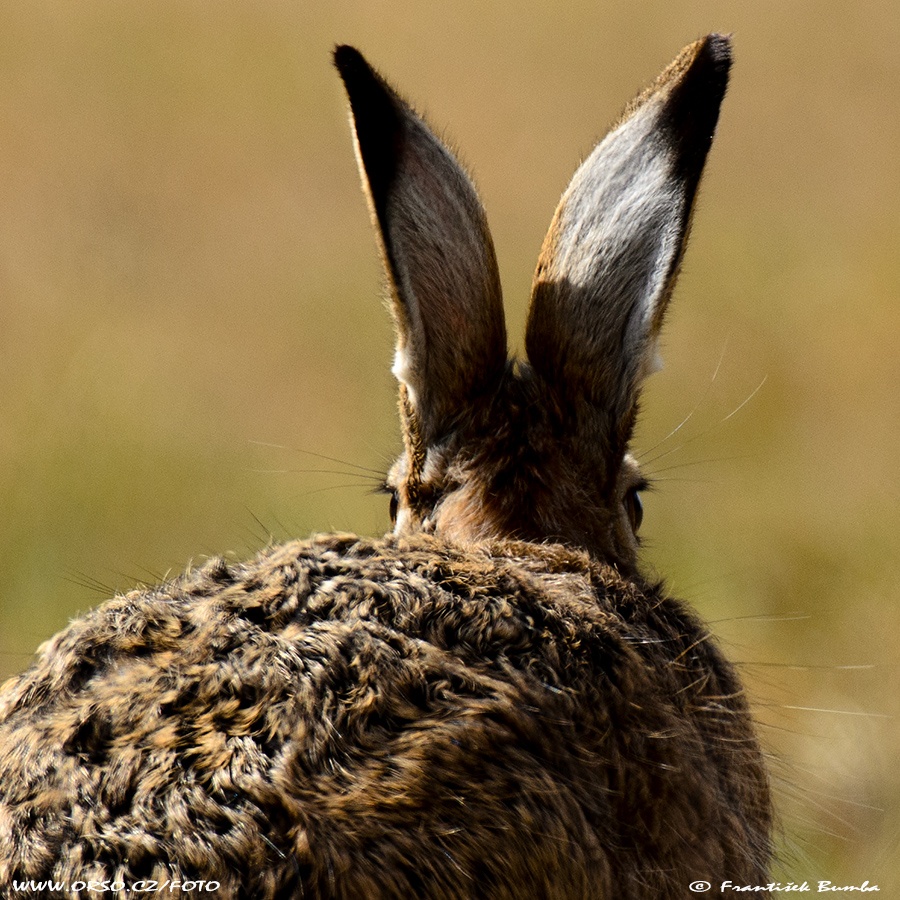 Zajíc polní (Lepus europaeus)