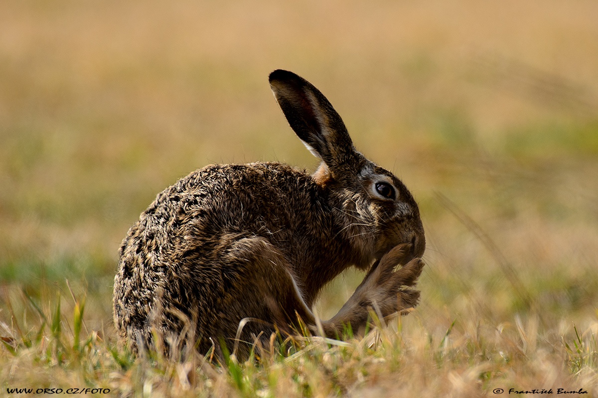 Zajíc polní (Lepus europaeus)