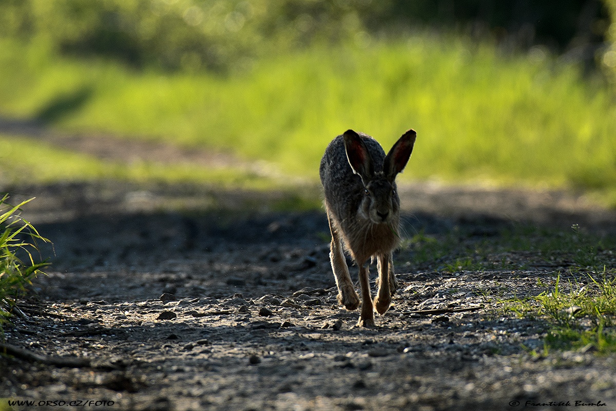 Zajíc polní (Lepus europaeus)