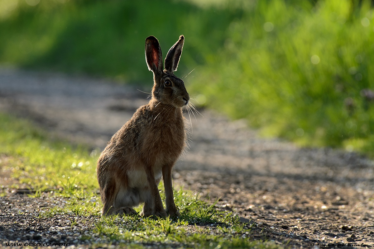 Zajíc polní (Lepus europaeus)