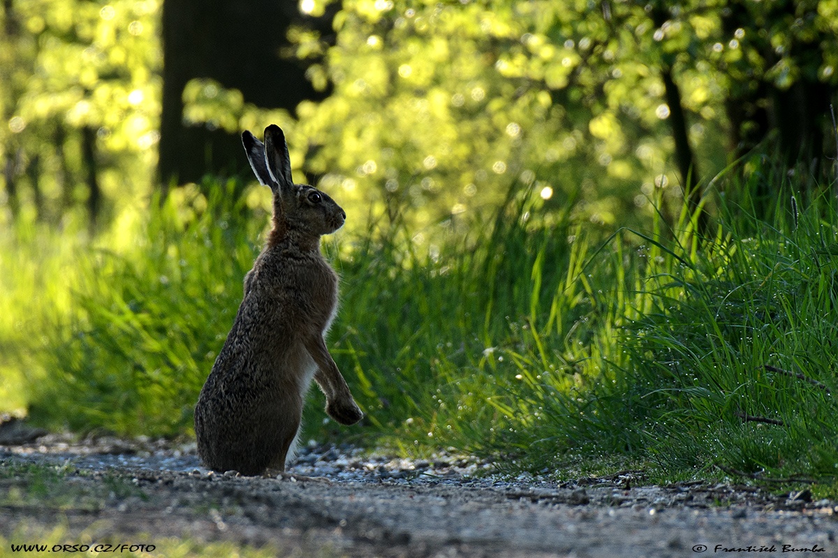 Zajíc polní (Lepus europaeus)