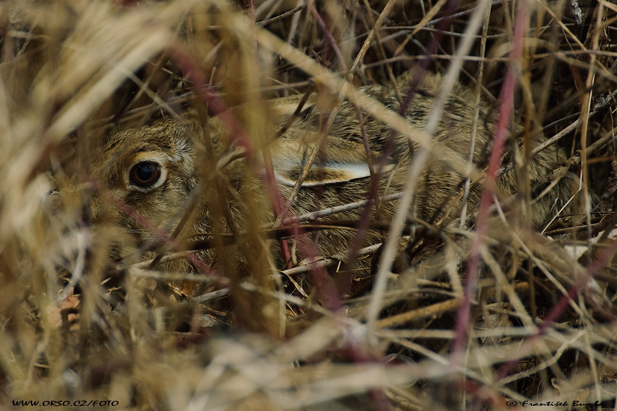 Zajíc polní (Lepus europaeus)