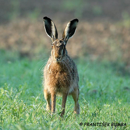 Zajíc polní (Lepus europaeus)