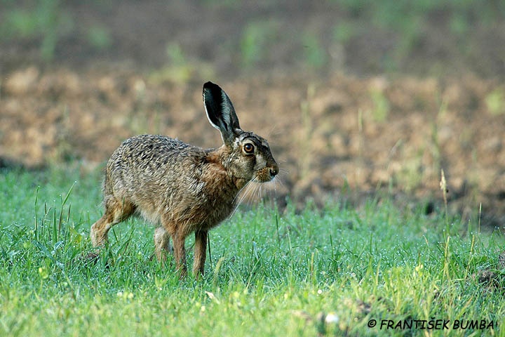 Zajíc polní (Lepus europaeus)