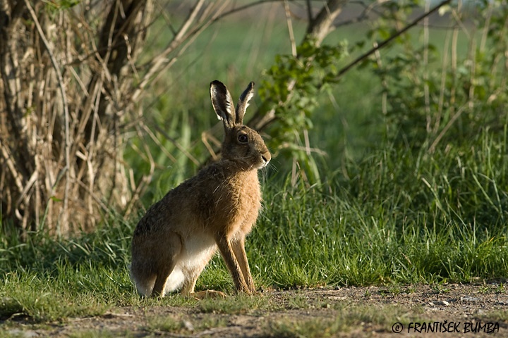 Zajíc polní (Lepus europaeus)