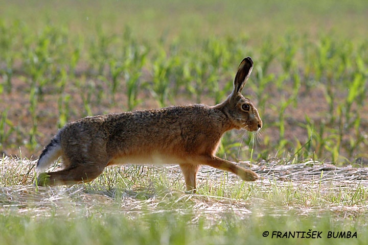 Zajíc polní (Lepus europaeus)