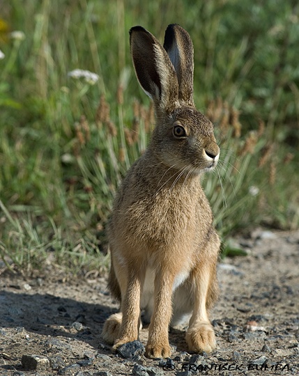 Zajíc polní (Lepus europaeus)