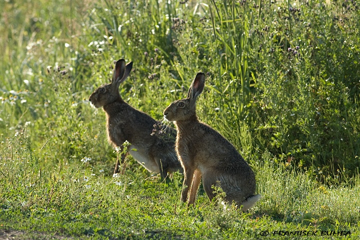 Zajíc polní (Lepus europaeus)