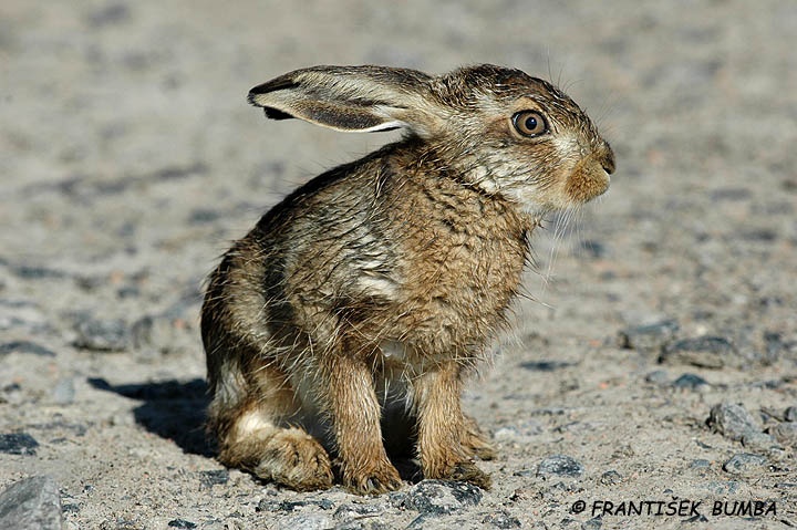 Zajíc polní (Lepus europaeus)