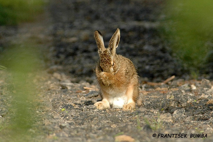 Zajíc polní (Lepus europaeus)